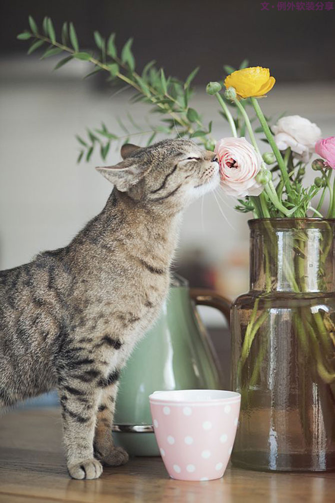 家里來了一大波萌萌噠動物，正在搞事情？！