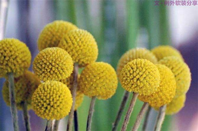 【例外.花箋記】金槌花，敲打在心間的小鼓槌！