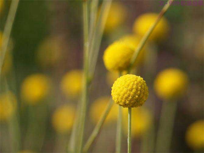 【例外.花箋記】金槌花，敲打在心間的小鼓槌！-別墅設計,軟裝設計,室內設計,豪宅設計,深圳例外軟裝設計公司